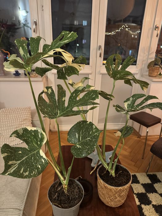 Piekna monstera thai constalation duza roslinka okazja kolekcjonerska