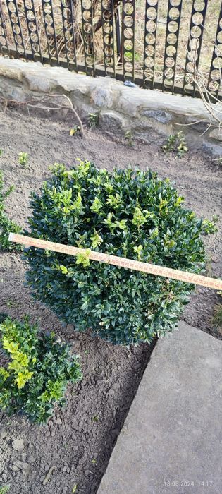 Самшит вічнозелений 2025