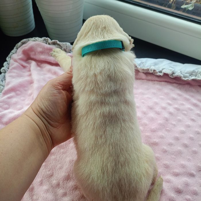 Golden retriever
