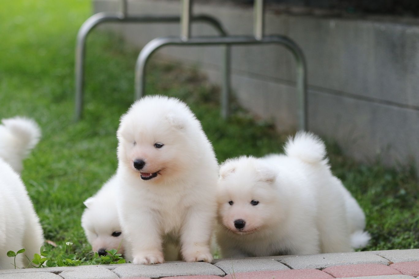 Już są  na świecie   Samoyed szczenię ZkwP FCI