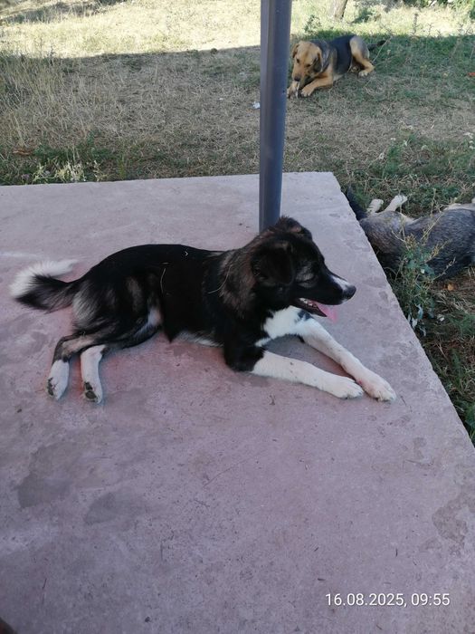 Щенки. 2 девочки. Василівка. Дніпро