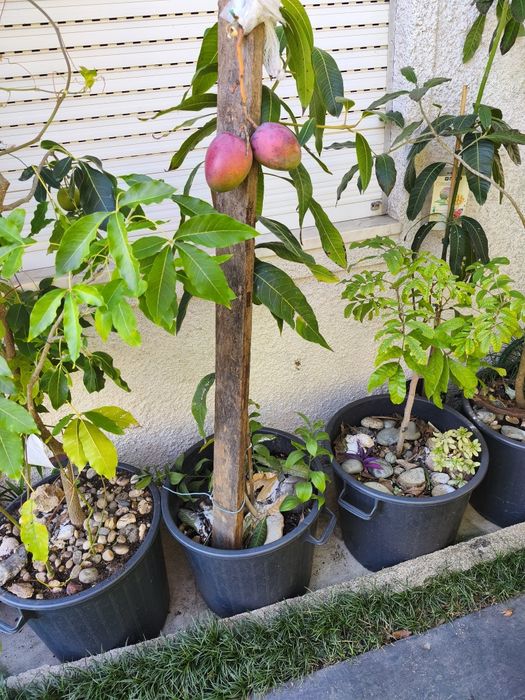 Árvores tropicais e exóticas