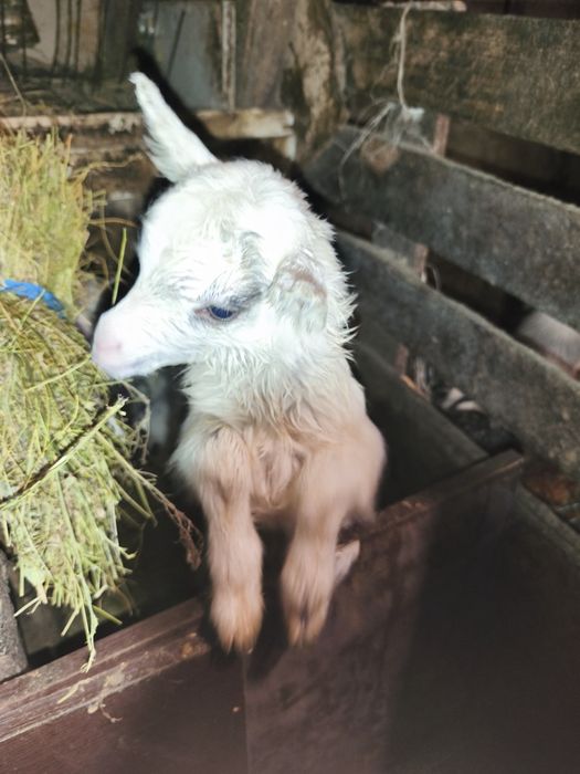 Продам козлят  четверых