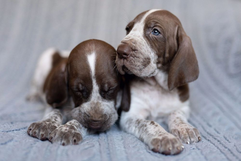 Wyżeł włoski/ Bracco Italiano FCI piesek