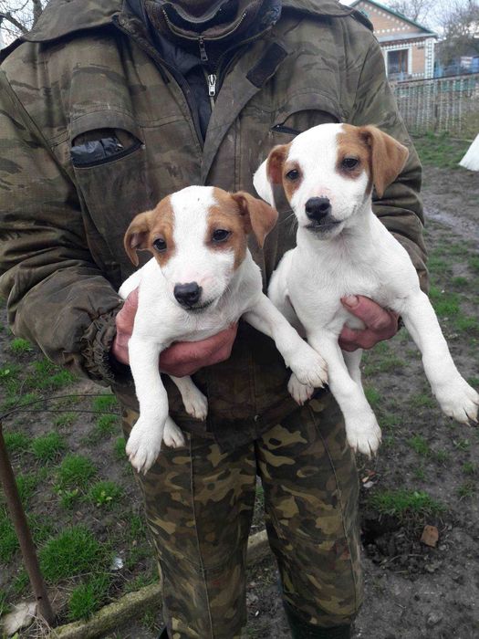 Джек-рассел тер’єр дівчинка– справжня маленька енерджайзер,