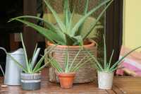 Aloe Vera Planta