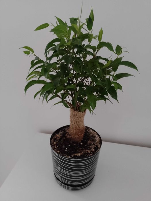 Fikus benjamina drzewko