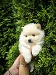 Szpic miniaturowy pomeranian piesek