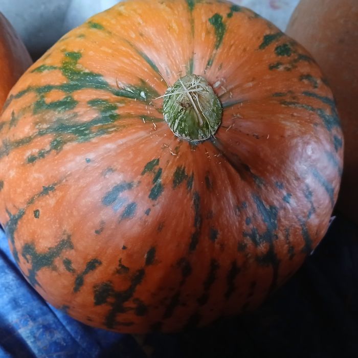 Dynia - różne odmiany