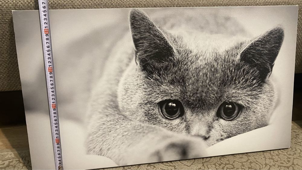 Картини Кішка та Британський Автобус