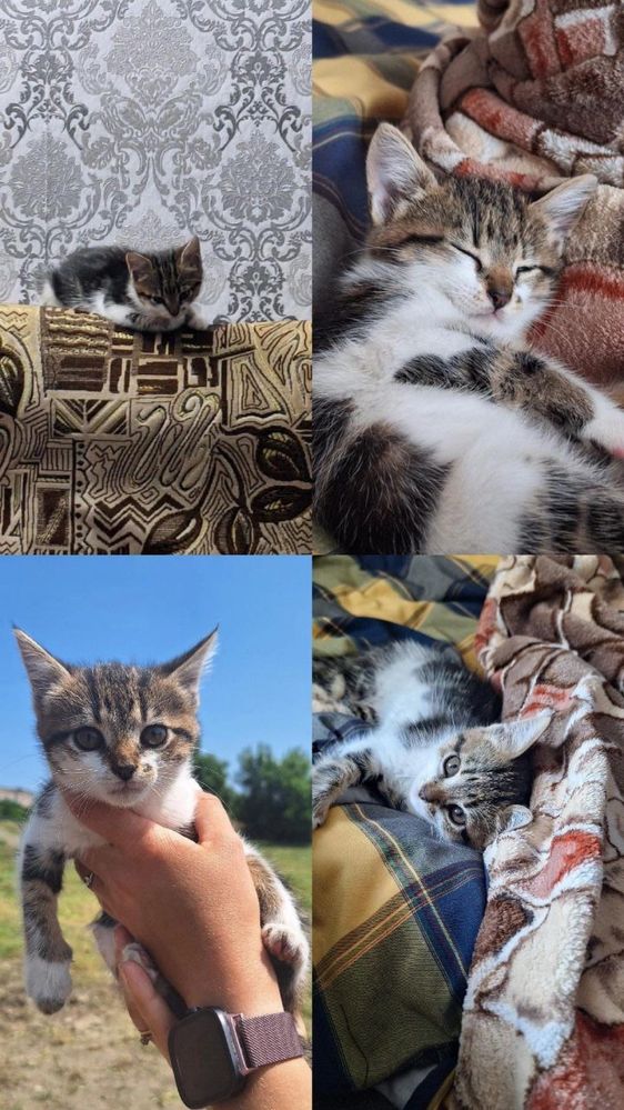 Віддам кошеня 1 місяць