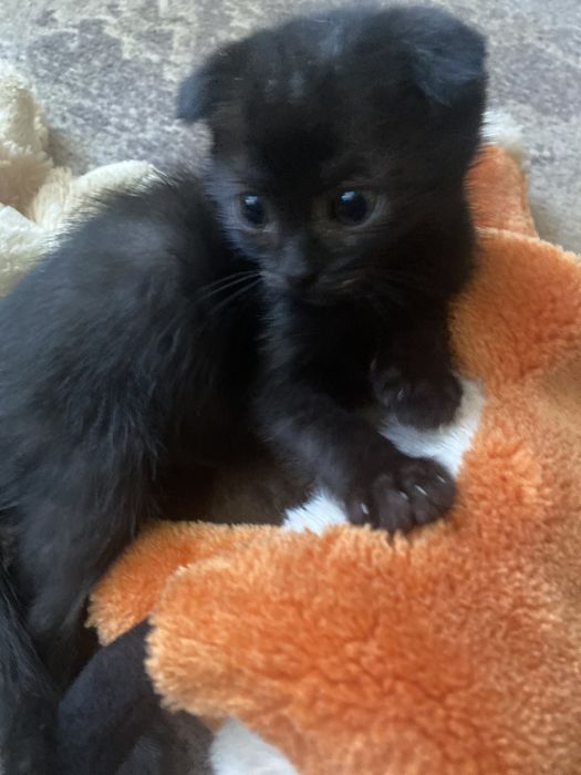 Віддамо в добрі руки кошенят...