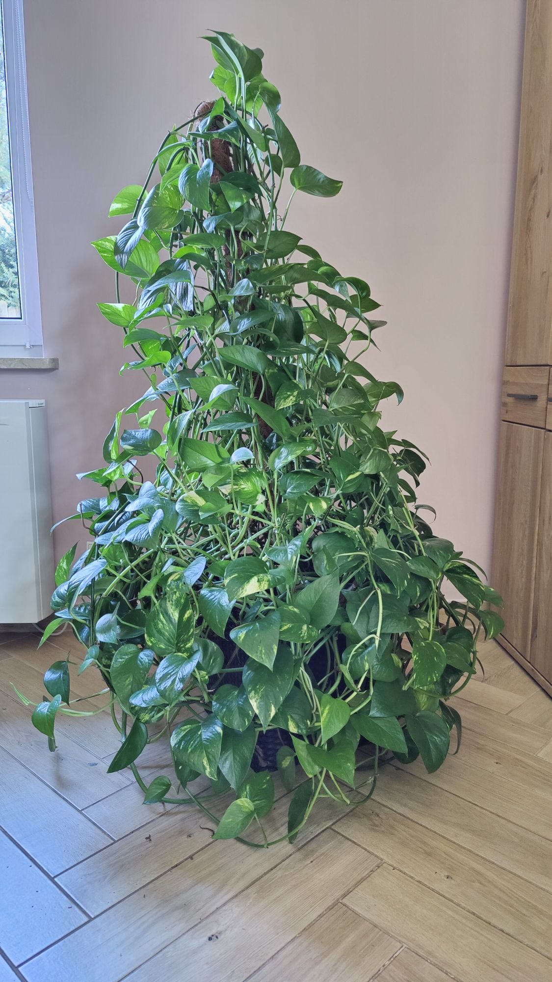 Epipremnum złociste XXL 140 cm, aureum roślina doniczkowa, scindapsus