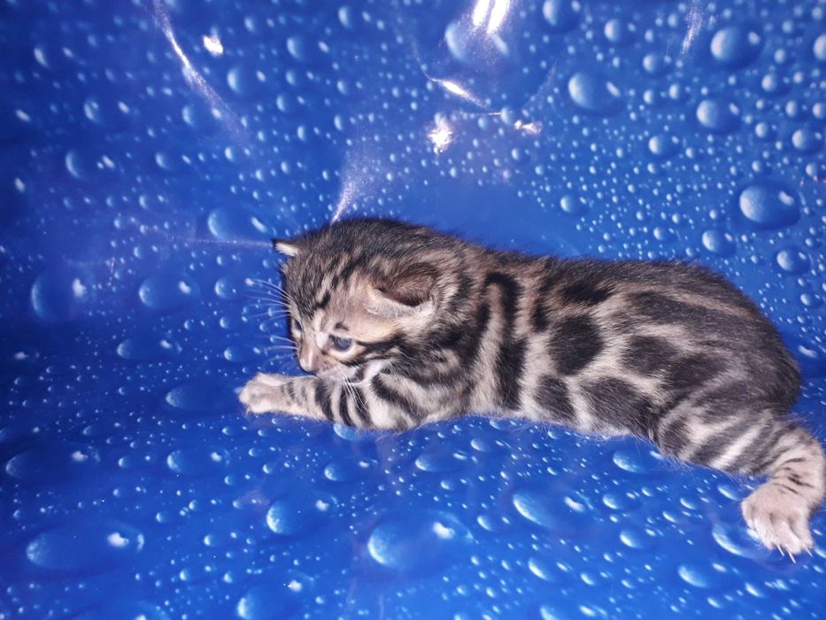 Бенгальский котёнок кот