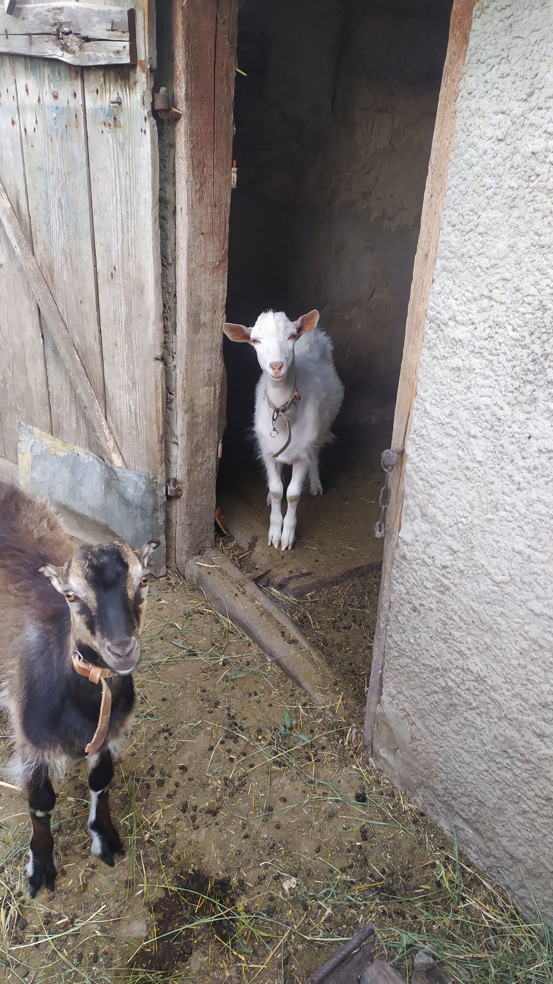 Продам Козынят.с Корытна.