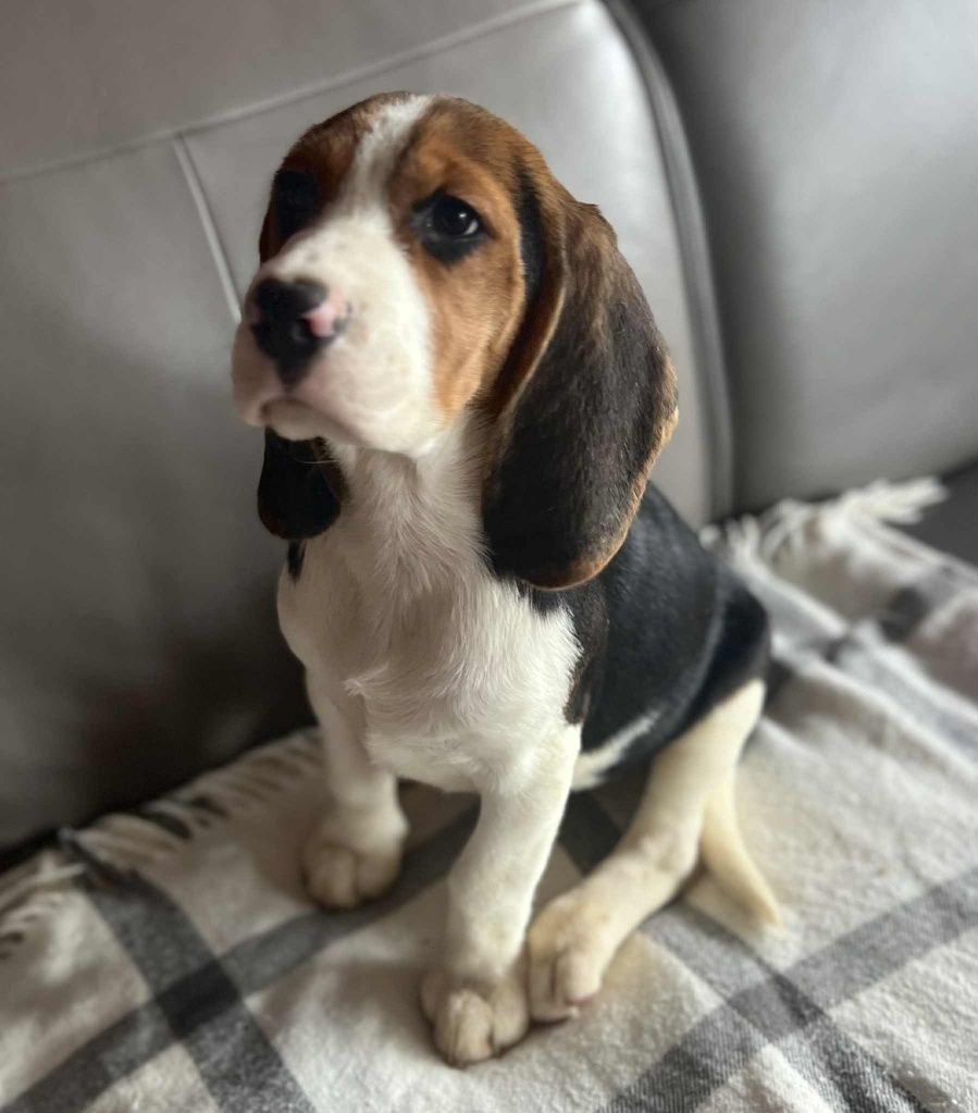 Beagle piesek gotowy do odbioru