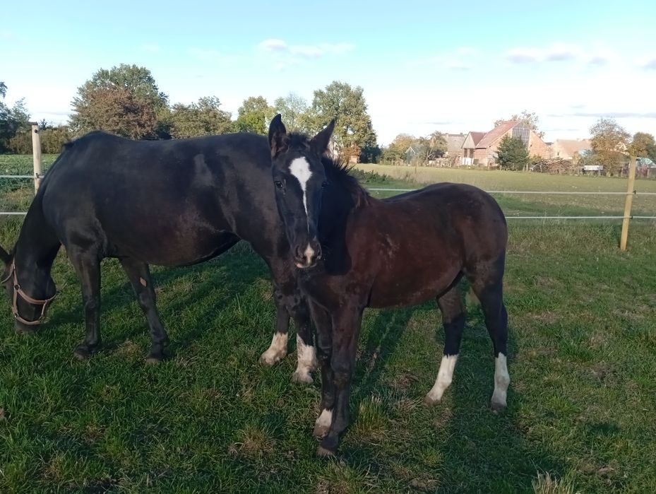 Klacz, źrebica śląska