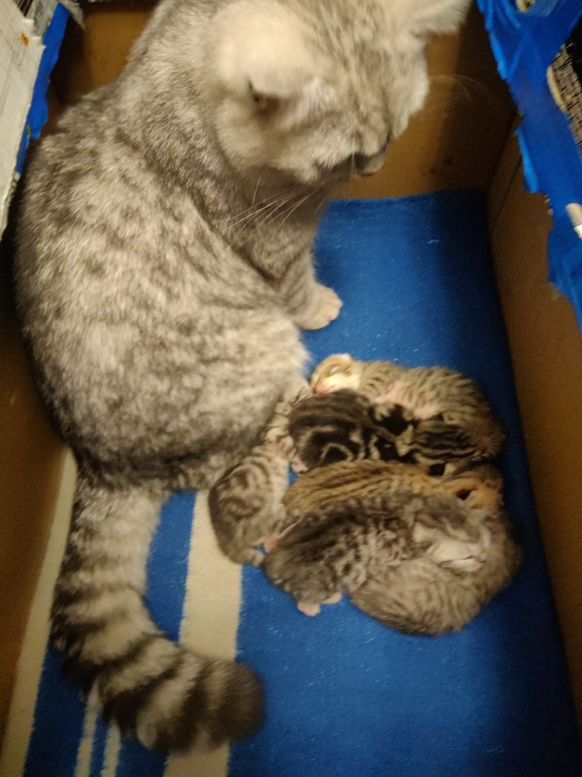 Scottish Fold и Scottish Straight котята на бронь