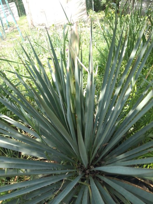 Продам кусты юкки садовой двух  и саженцы древовидного пиона видов