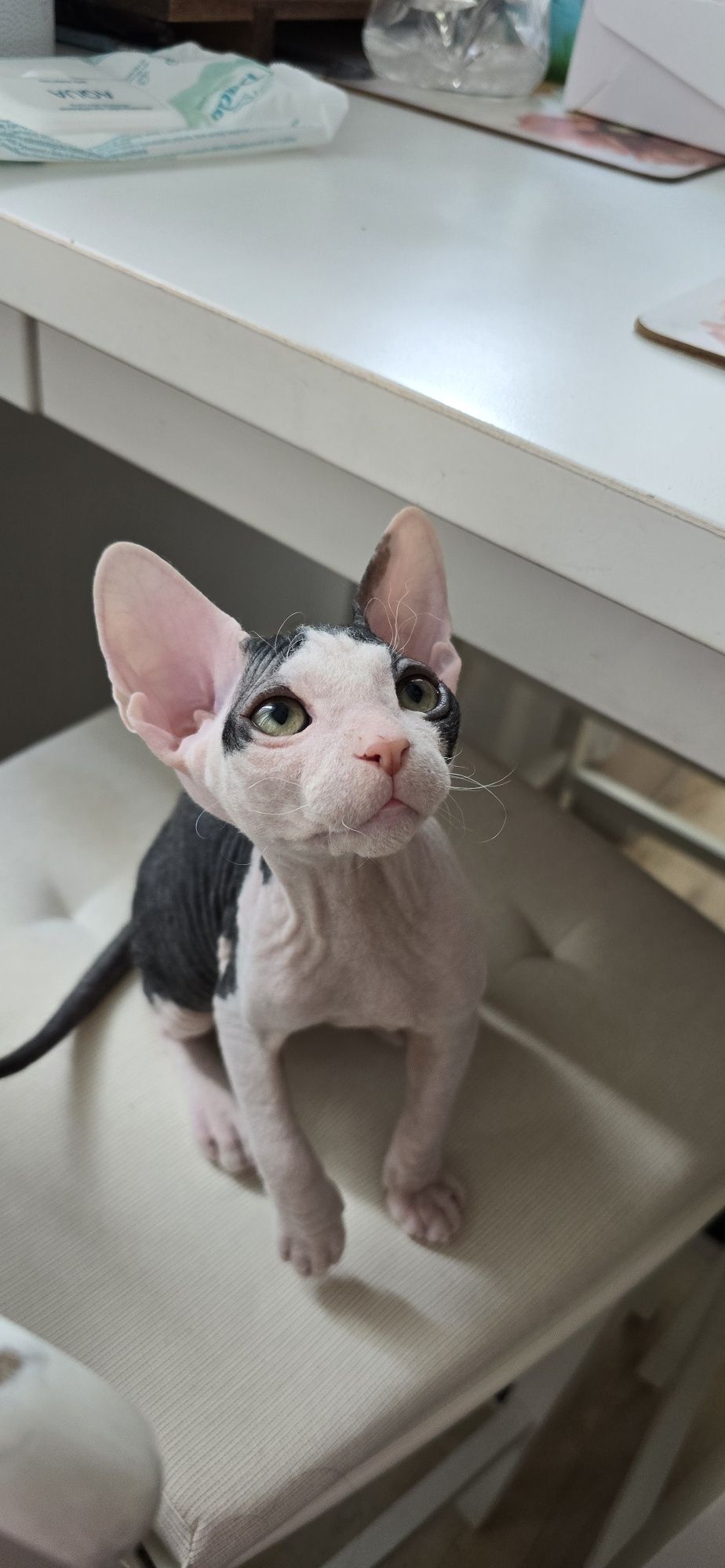 Don Sphynx kotek WCF