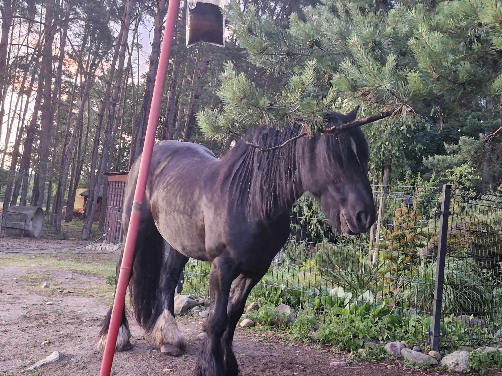 Wałach tinker gypsy cob  -rezerwacjia do 20 lipca.