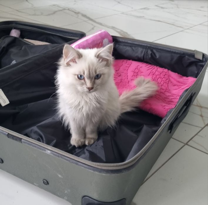 Chlopiec blue lynx point ragdoll