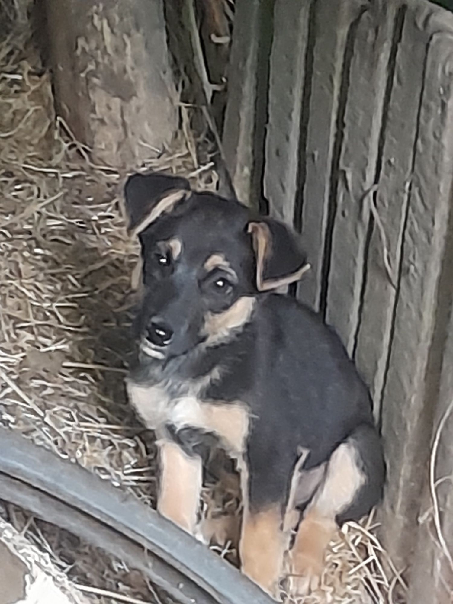 Віддам цуциків у добрі руки
