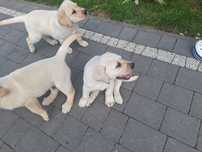 Szczeniaki labrador retriever