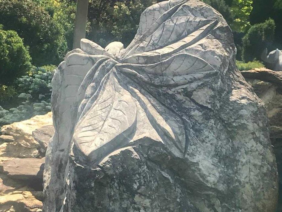 Drzewa ogrodowe: Brzoza brodawkowata "Purpurea"