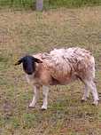 Owca dorper dorosla