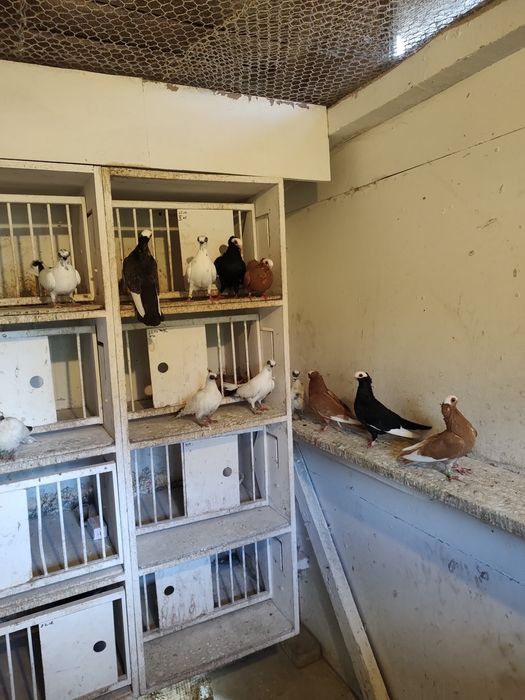 Gołębie ozdobne szeki końcate koroniate samce samice