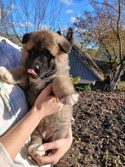 Американська акіта готові до замовлення