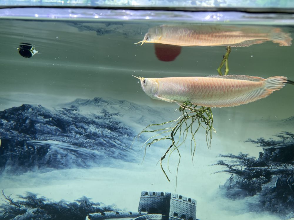 Arowana albino 20cm+