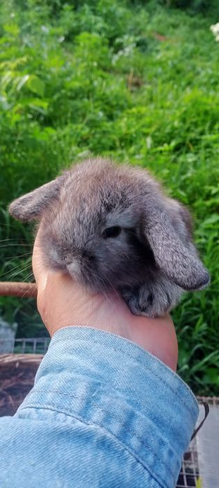 Мінні Лоп, вісловухі та інші торчевухі