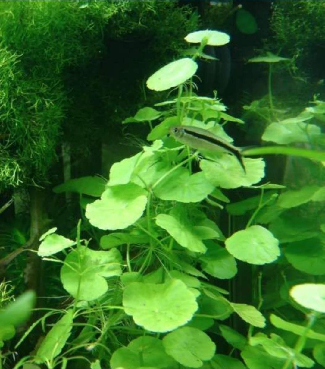 Zestaw Roślin do akwarium 4 gatunki + gratis raślina akwariowa