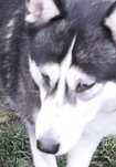 Pies husky do oddania
