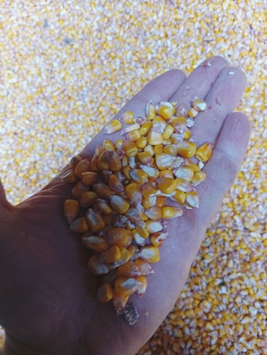 Продам кукурудзу зерно  урожай 25 року