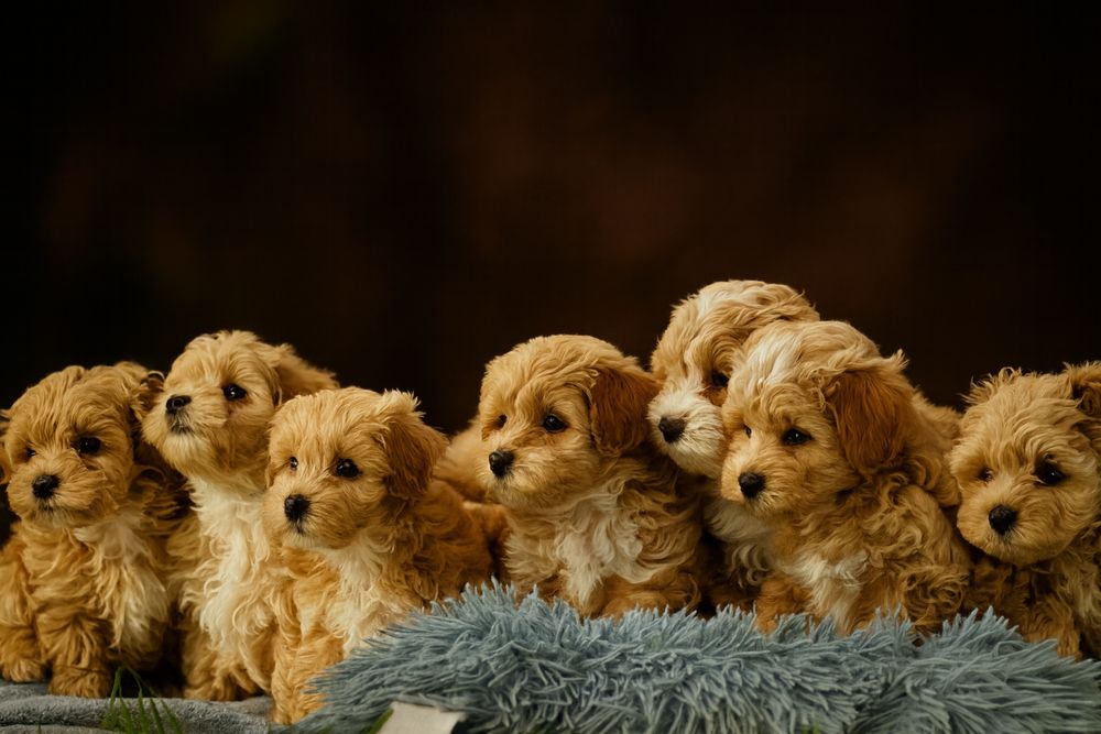 Ostatni piesek maltipoo z naszej domiwej hodowli.