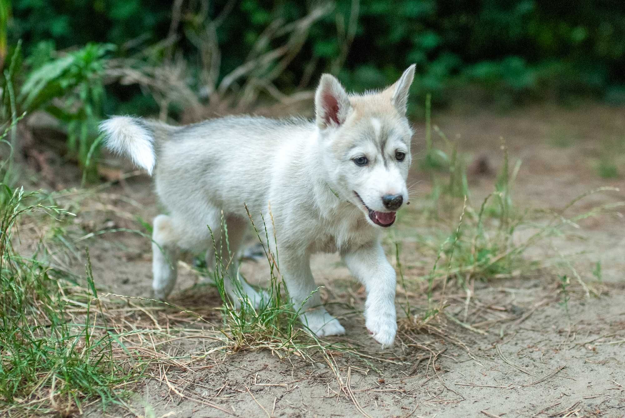 Szczeniak suczka SIBERIAN HUSKY linia użytkowa ZKwP FCI