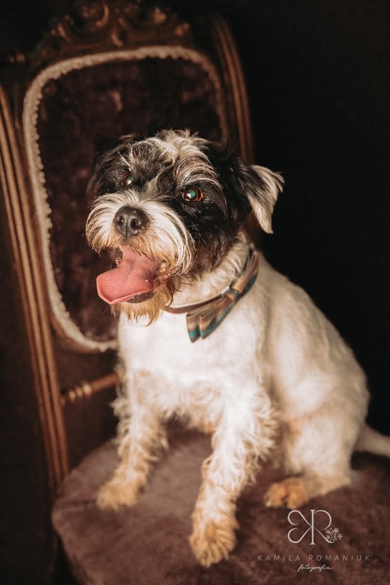 Neska Parson terrier do adopcji!