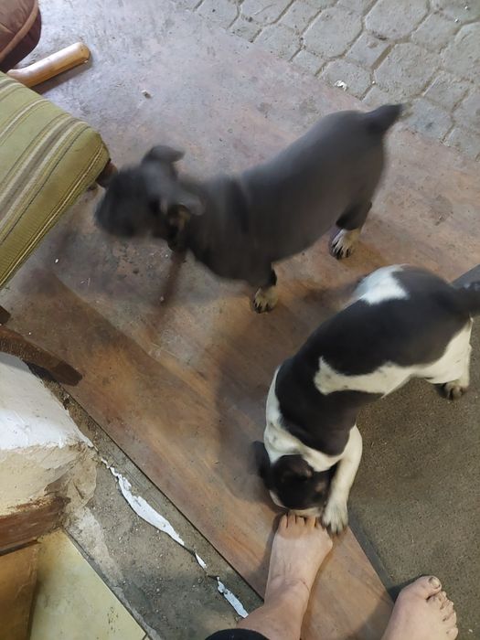 Buldog francuski  blue tan