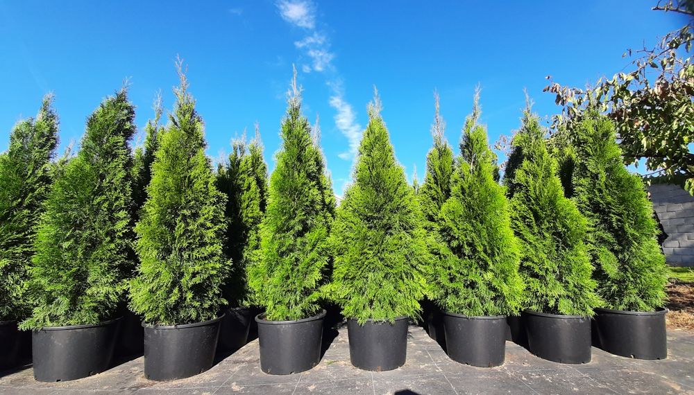 Thuja Żywotnik zachodni 