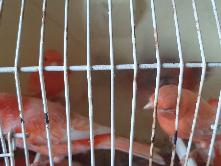 Canários lipocromos varios, ano 2025