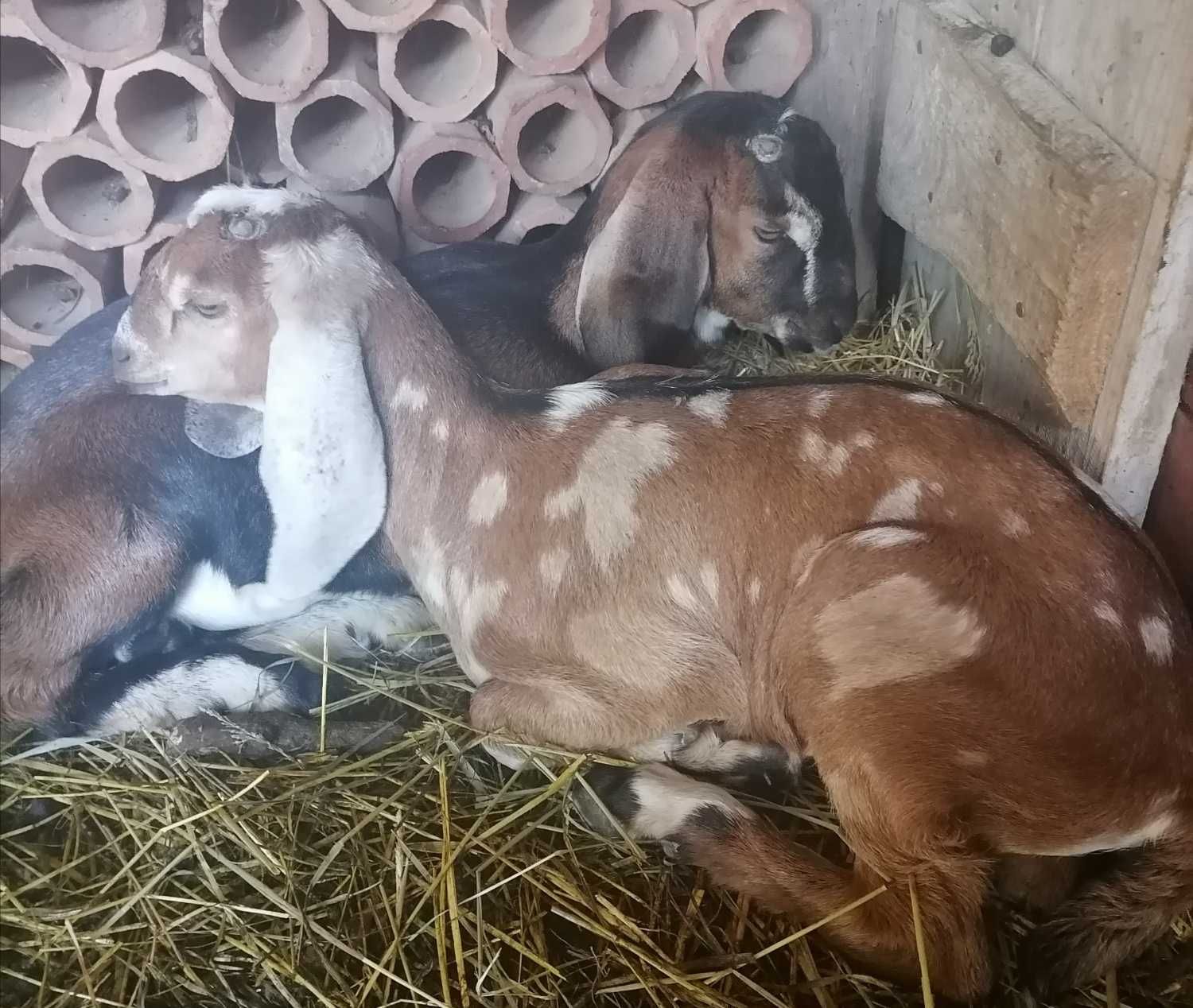 Kozy Anglonubijskie