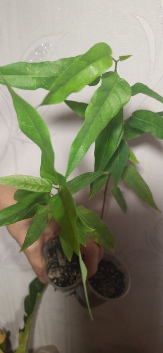 Фікус Кордата колекційний