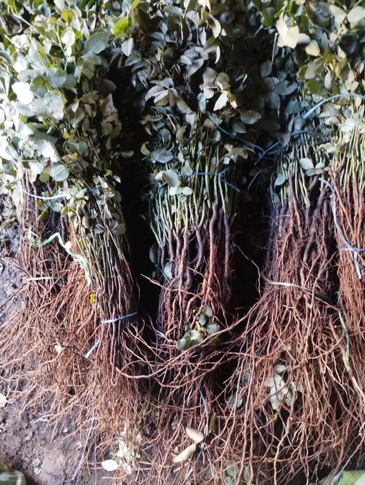 Подвой шиповника