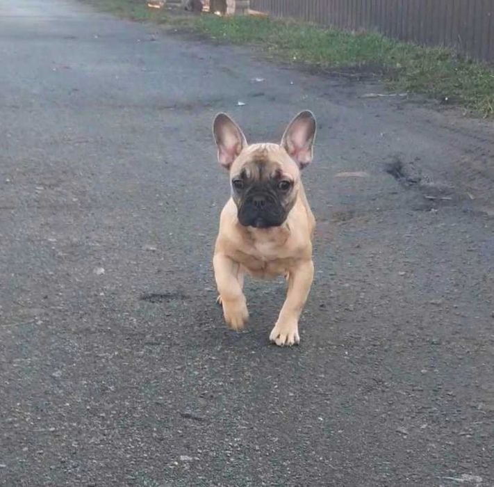 Французский бульдог девочка  родословная международная ксу!