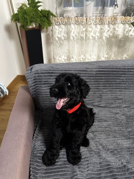 Sznaucer Olbrzym z Krainy Gigantów FCI