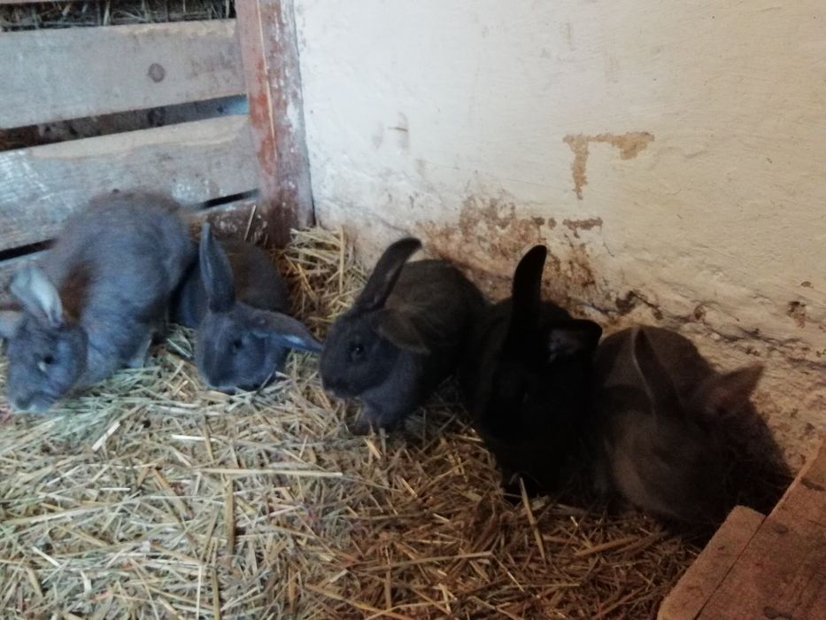 Króliki samice i samce