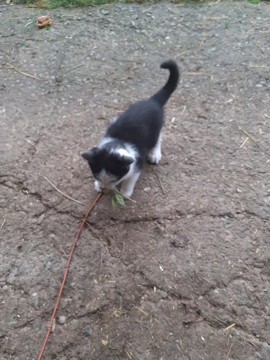 Mam do oddania 3 małe kotki